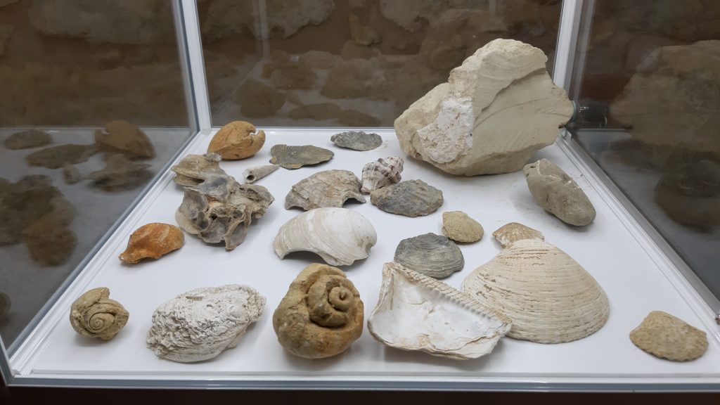 fossili di conchiglie - Ecomuseo, Cella Monte
